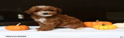 Mini Goldendoodle dogs for sale: Ava  - Ad 1
