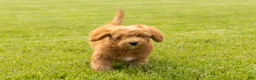 Mini Goldendoodle dogs for sale: Benny - Ad 7