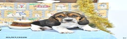 Basset Hound dogs for sale: Jacqueline - Ad 4