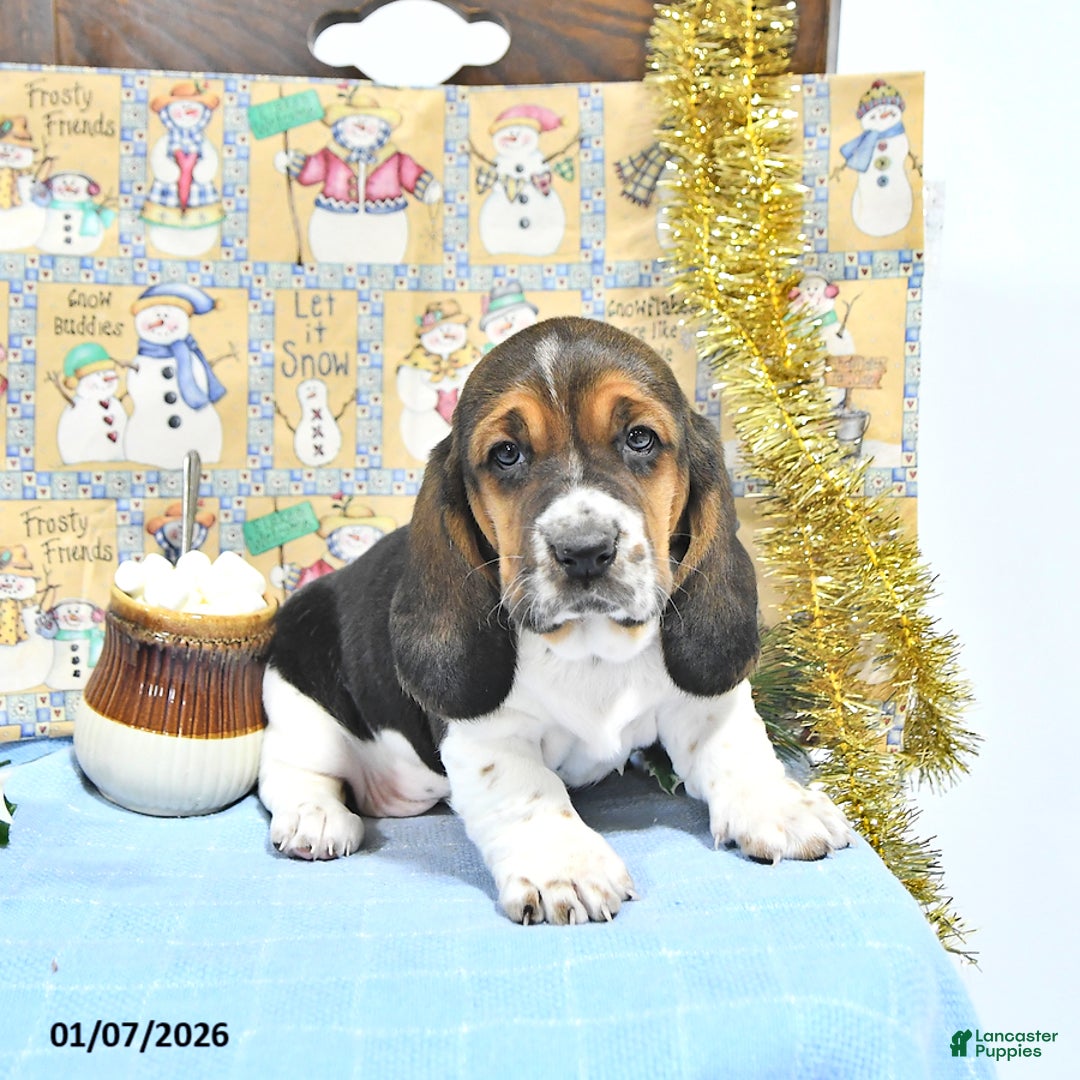 Basset Hound dogs for sale: Jacqueline - Ad 4