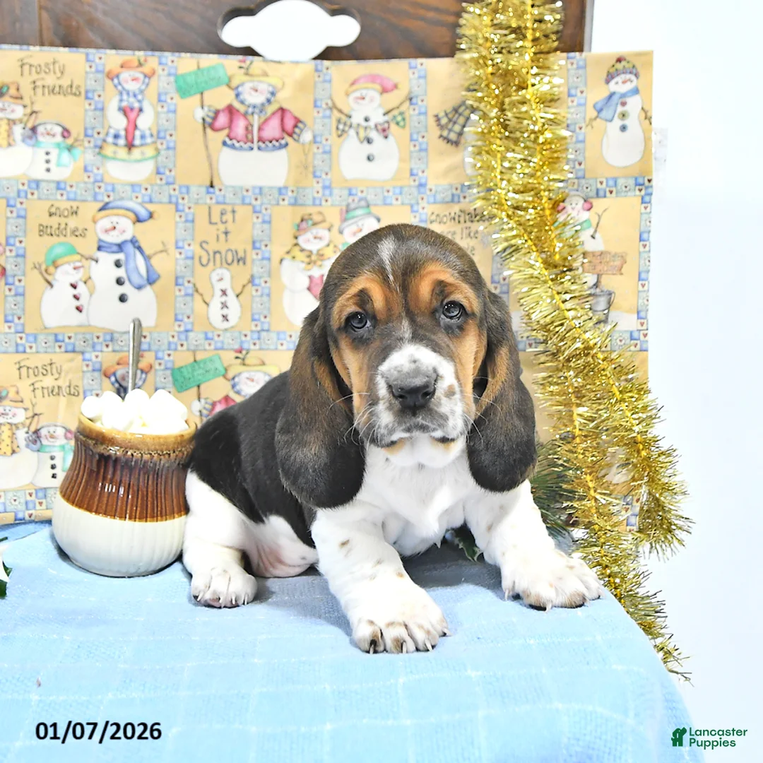 Basset Hound dogs for sale: Jacqueline - Ad 13