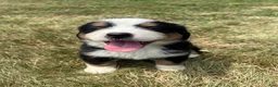 Bernese Mountain Dog dogs for sale: Paisley - Ad 24