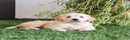 Golden Retriever dogs for sale: Mocha - Ad 3