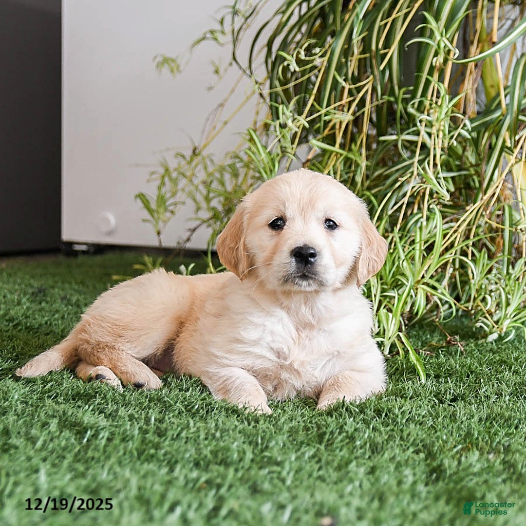 Golden Retriever dogs for sale: Mocha - Ad 3