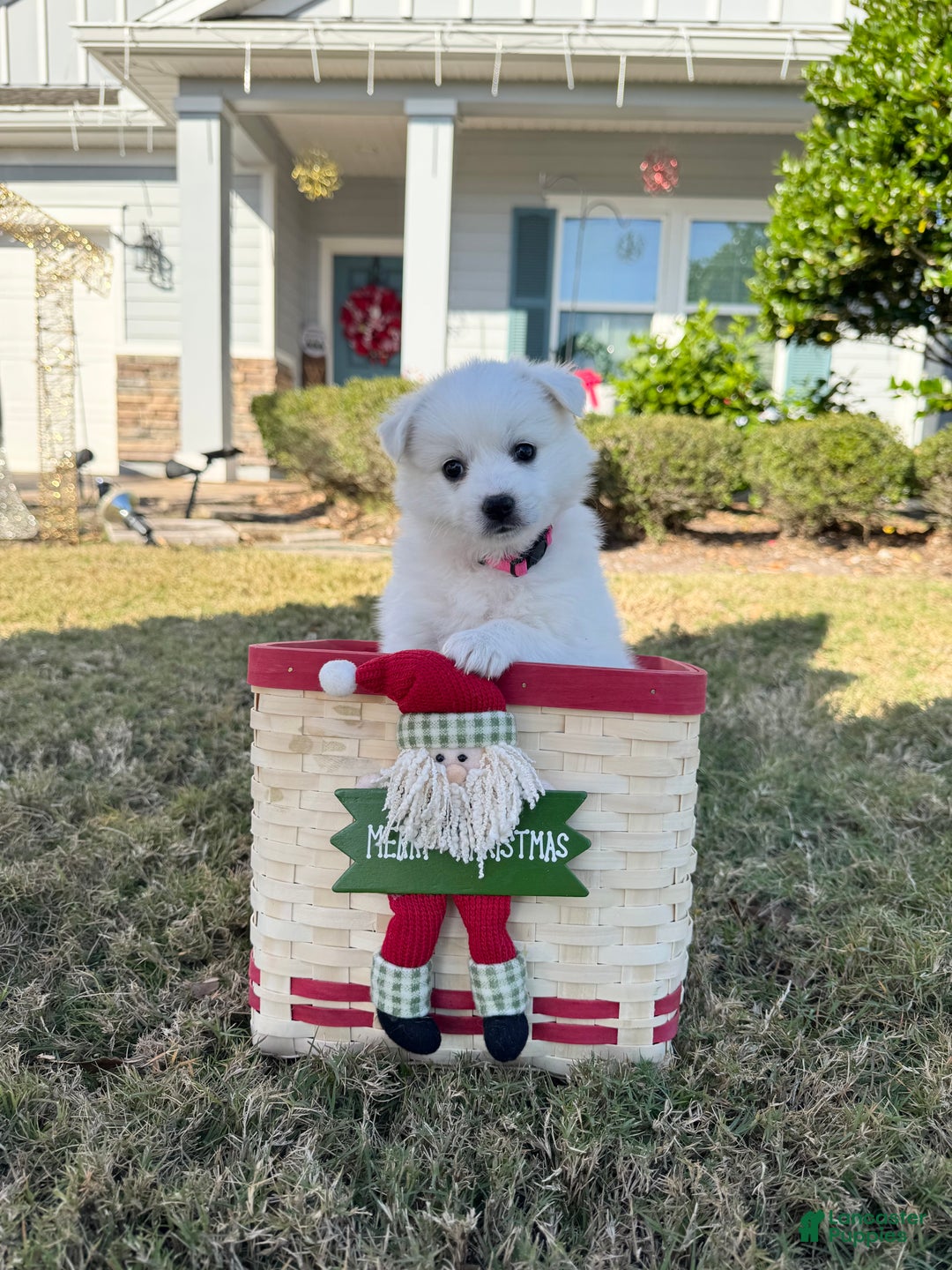 American Eskimo dogs for sale: Coconut - Ad 2
