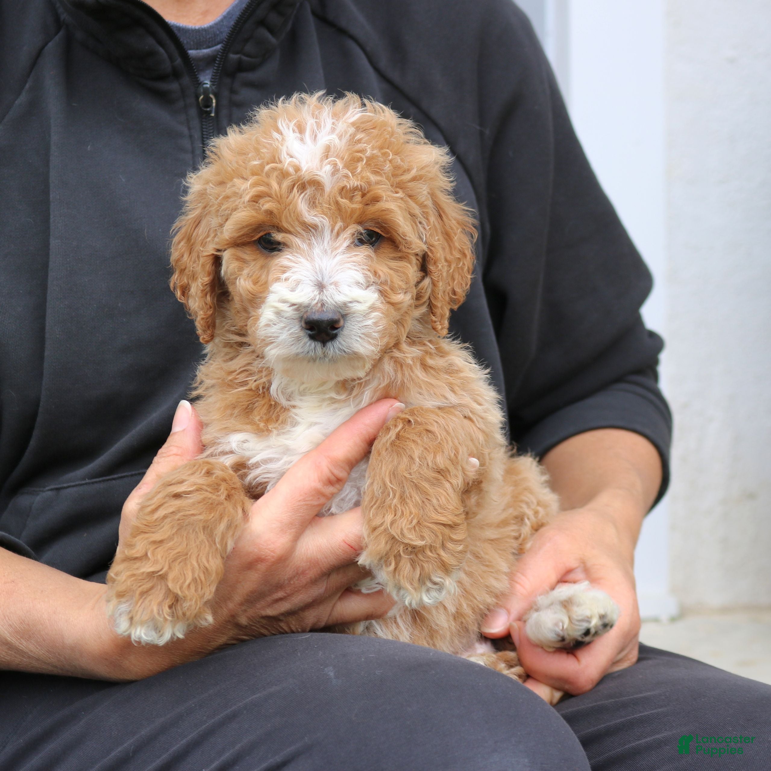 Mini Goldendoodle dogs Clark  - Ad 2