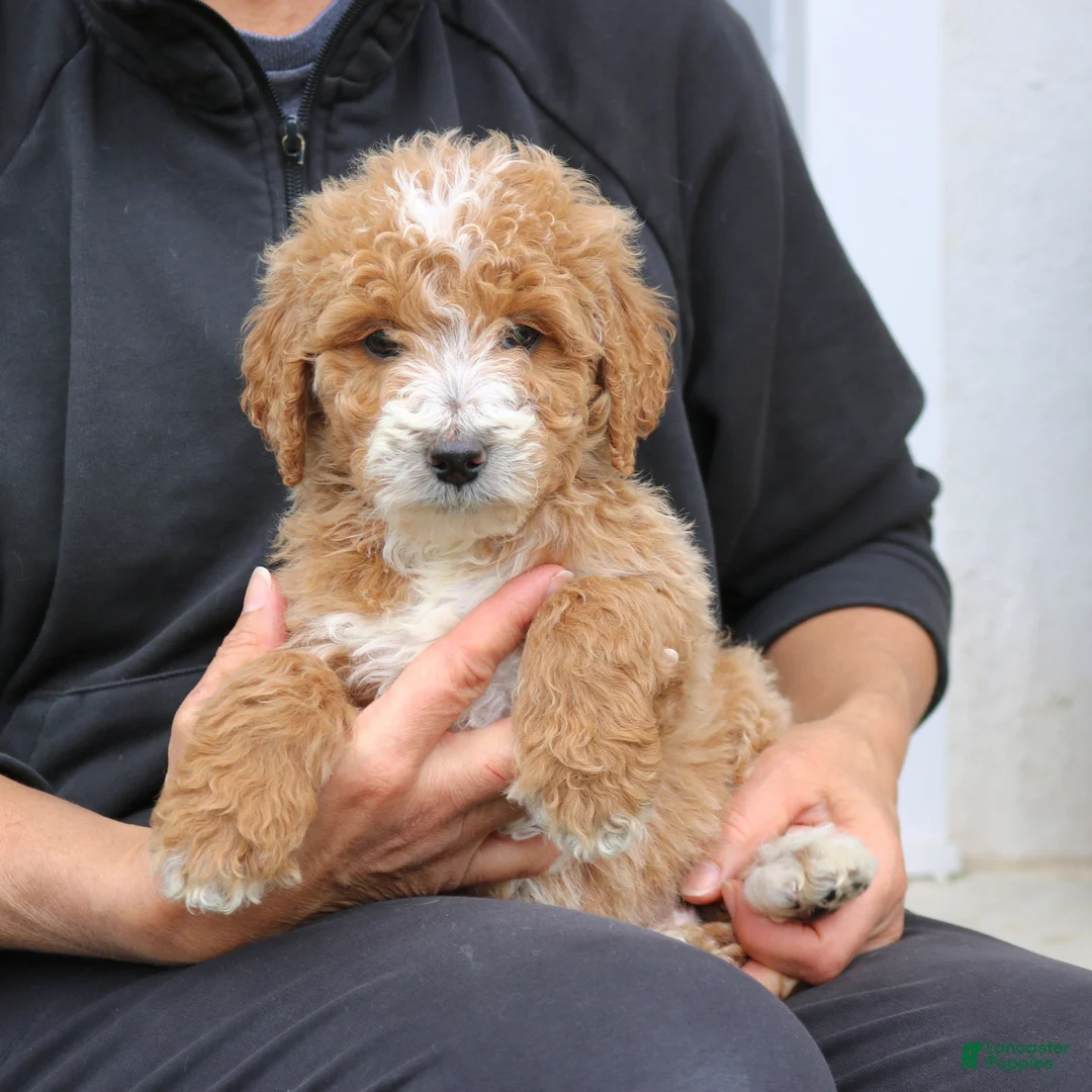 Mini Goldendoodle dogs for sale: Clark  - Ad 2