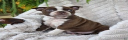 Boston Terrier dogs for sale: Kerrick - Ad 2
