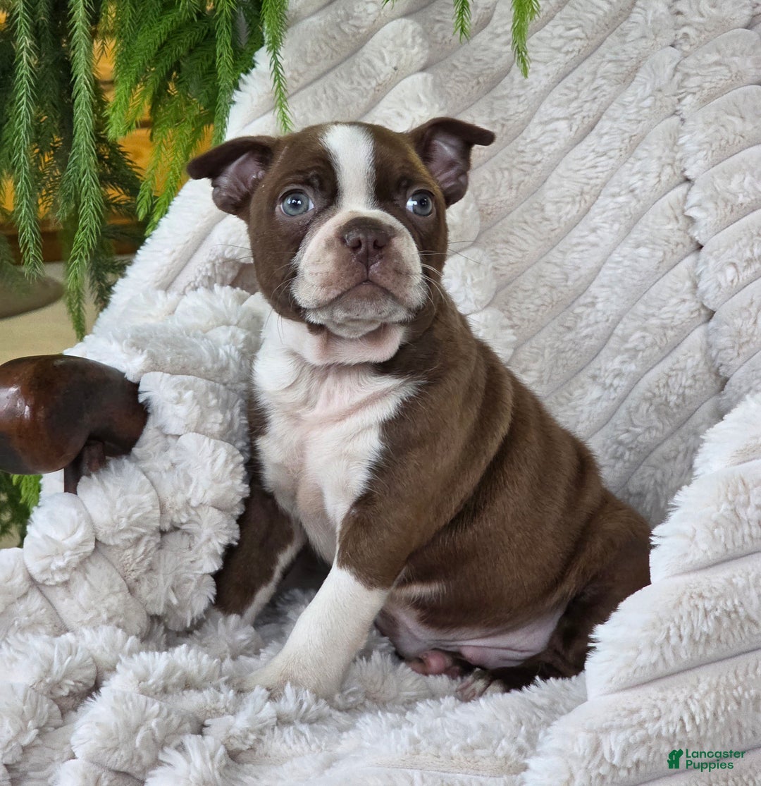 Boston Terrier dogs for sale: Kerrick - Ad 2