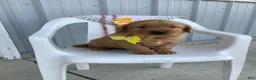 Golden Retriever dogs for sale: Golden Retriever -  Manny - Ad 2