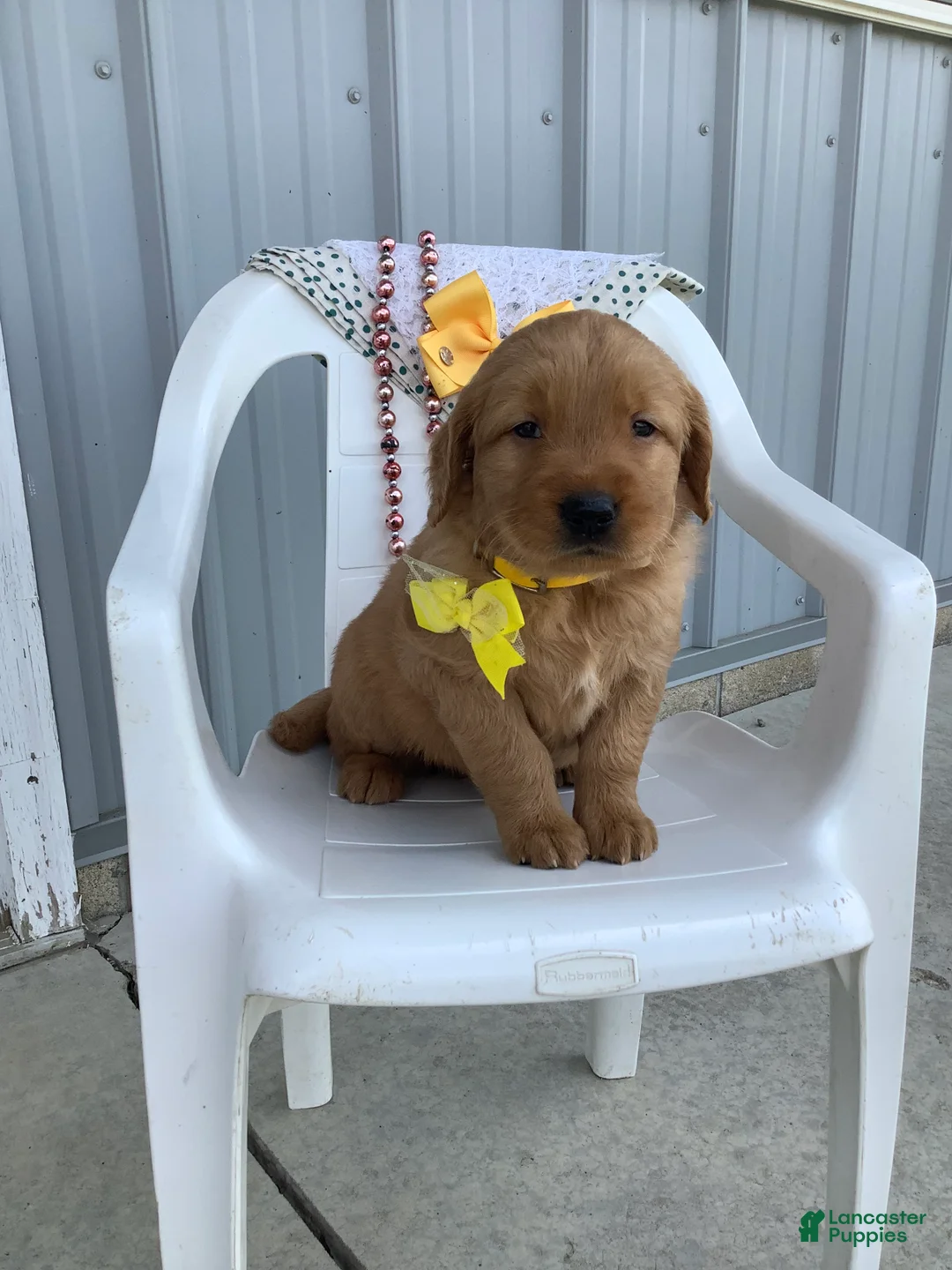 Golden Retriever dogs for sale: Golden Retriever -  Manny - Ad 2