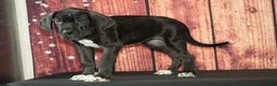 Great Dane dogs for sale: Valerie - Ad 3