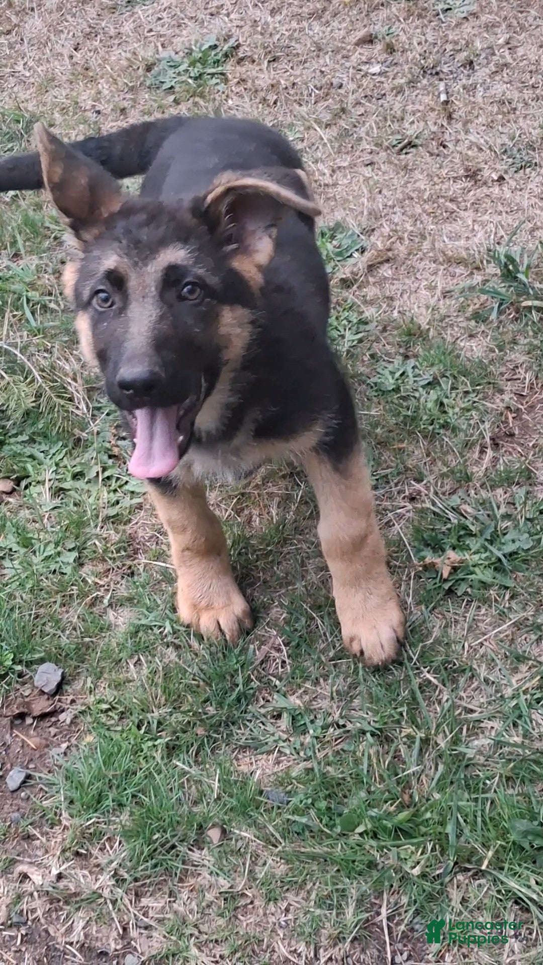 German Shepherd Puppy for sale in McCleary Lancaster Puppies