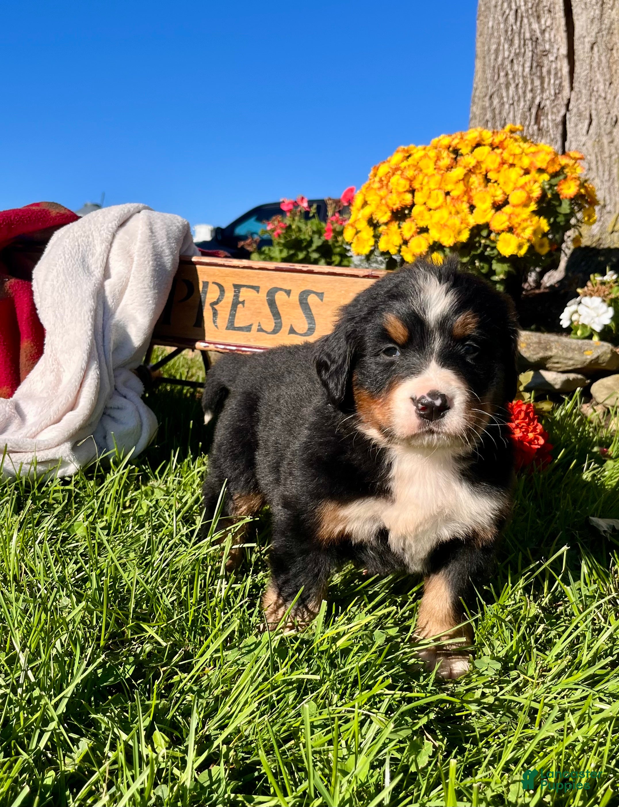 Bernese Mountain Dog dogs Roger❤️AKC Genetic Tested American Champion - Ad 2