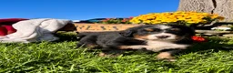 Bernese Mountain Dog dogs for sale: Roger❤️AKC Genetic Tested American Champion - Ad 2