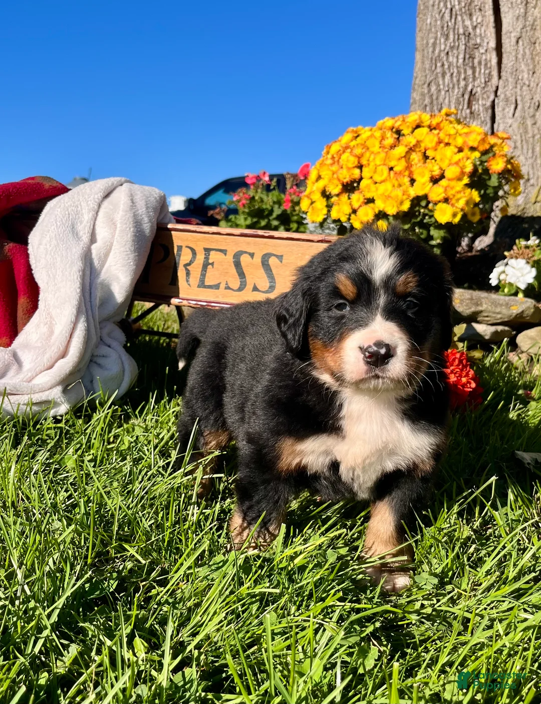 Bernese Mountain Dog dogs for sale: Roger❤️AKC Genetic Tested American Champion - Ad 2