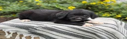 Mixed Breed dogs for sale: Gill - Ad 9