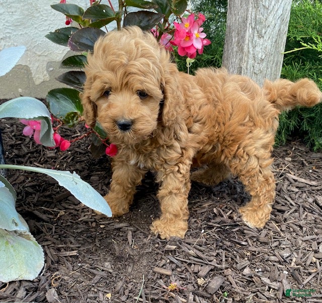 Cavapoo dogs Freddy - Ad 1