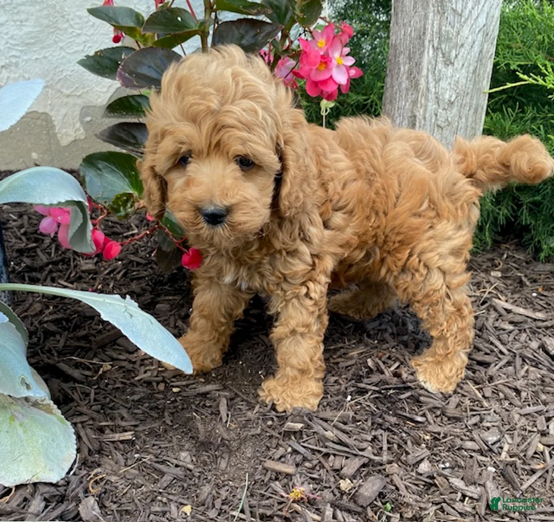 Cavapoo dogs for sale: Freddy - Ad 1