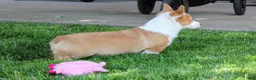 Welsh Corgi Pembroke dogs for sale:  June (triple clear)AKC - Ad 6