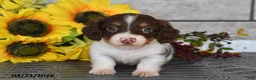 Miniature Dachshund dogs for sale: Jack  - Ad 1