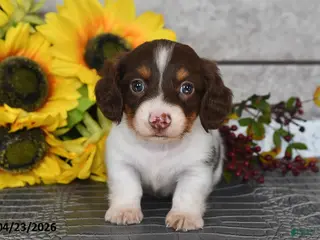 Miniature Dachshund dogs for sale: Jack - Ad 3