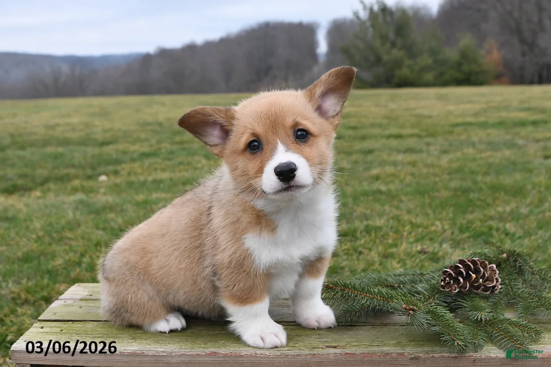 Welsh Corgi Pembroke dogs for sale: Buster - Ad 1