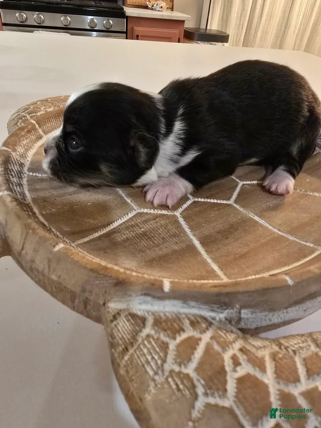 Chihuahua dogs for sale: Lizzy  - Ad 3