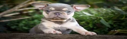 French Bulldog dogs for sale: 🐾 Meet Kingston — A Happy Little Frenchie with Plenty of Love to Give! 🐾 - Ad 1