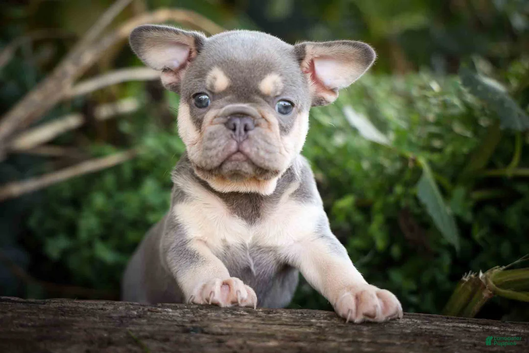 French Bulldog dogs for sale: 🐾 Meet Kingston — A Happy Little Frenchie with Plenty of Love to Give! 🐾 - Ad 1