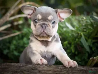 French Bulldog dogs 🐾 Meet Kingston — A Happy Little Frenchie with Plenty of Love to Give! 🐾 - Ad 1