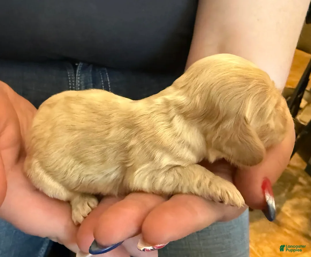 Cocker Spaniel dogs for sale: Jackson - Ad 4