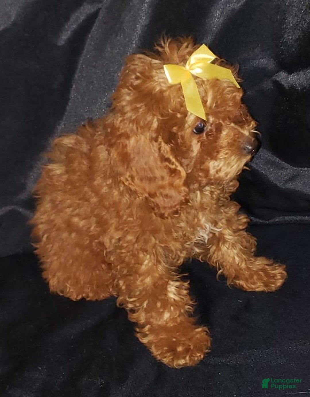 Toy Poodle dogs for sale: Toy Poodle Puppy 2 - Ad 5