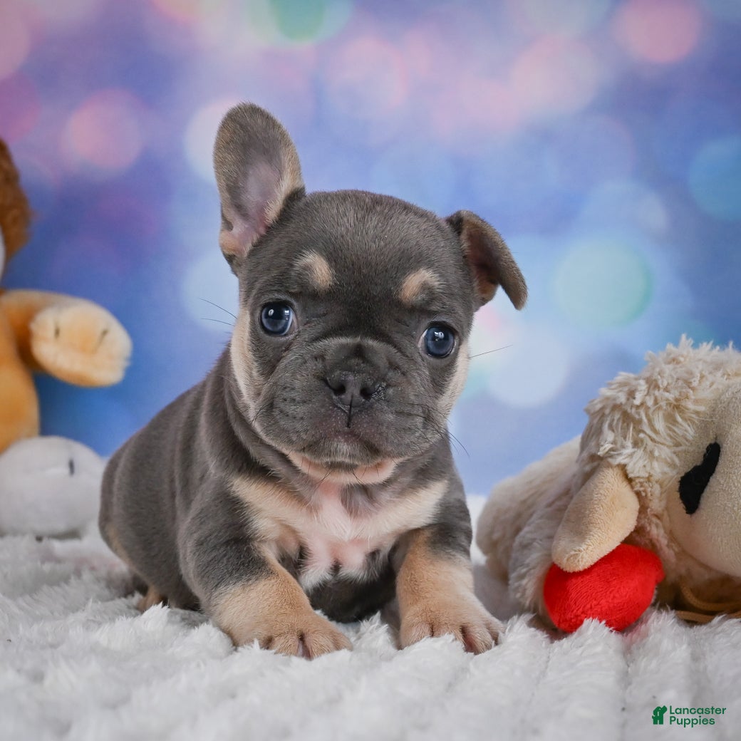 French Bulldog dogs Petunia - Ad 2