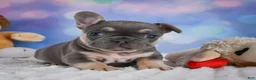 French Bulldog dogs for sale: Petunia - Ad 2