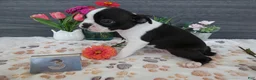 Boston Terrier dogs for sale: Boston Terrier 3 Stacy - Ad 2