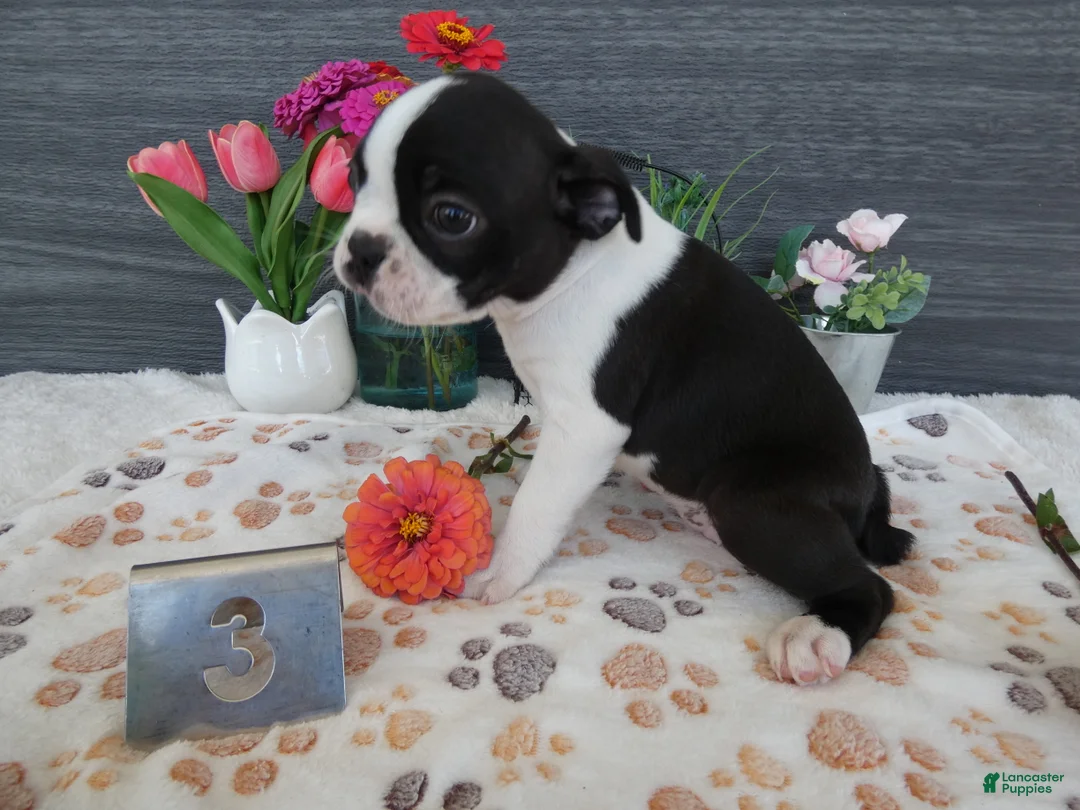 Boston Terrier dogs for sale: Boston Terrier 3 Stacy - Ad 2