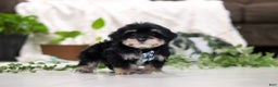 Morkie dogs for sale: Bandit - Ad 4