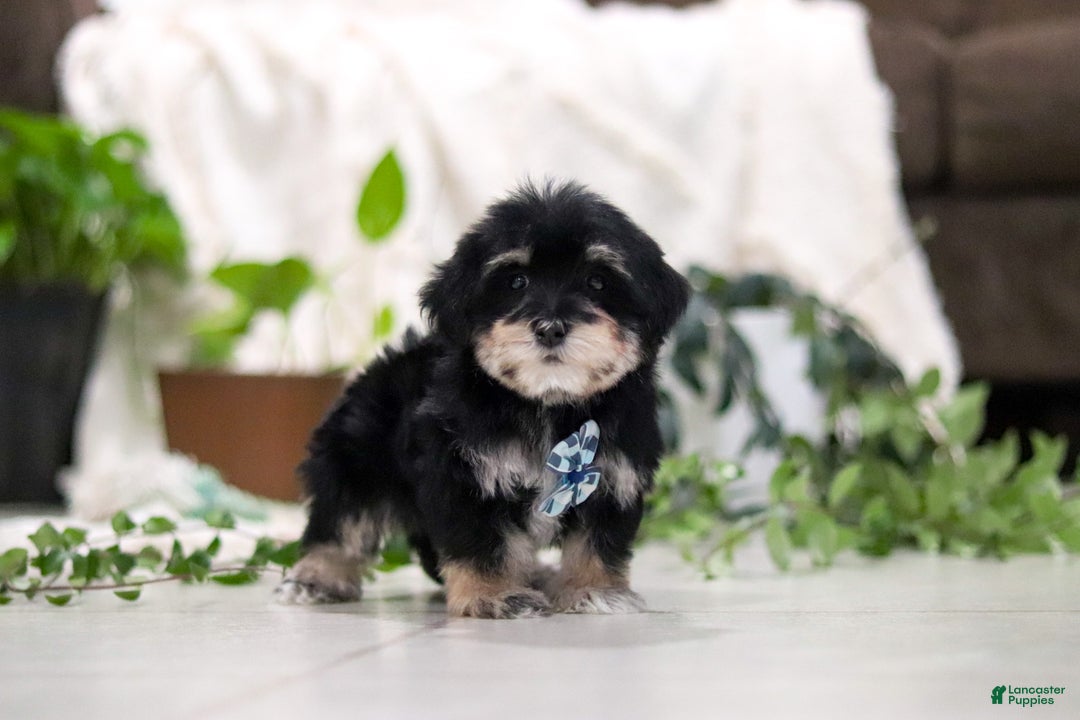 Morkie dogs for sale: Bandit - Ad 4