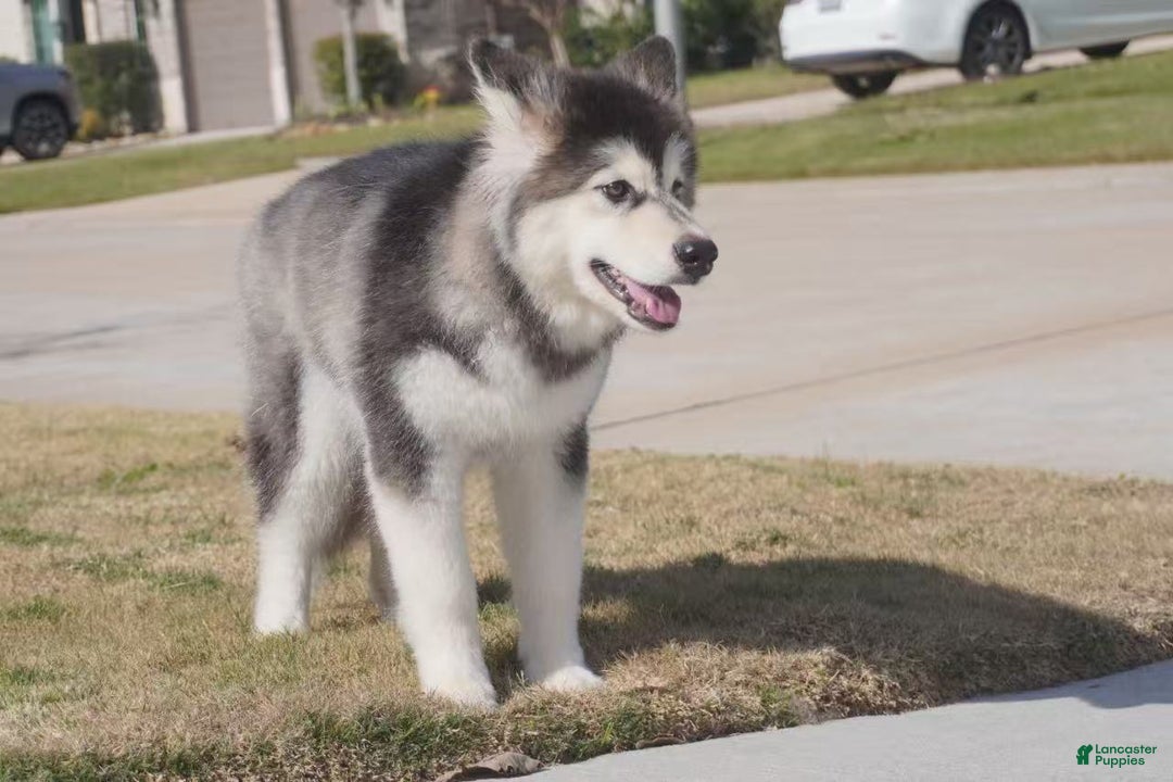 Alaskan Malamute dogs for sale: Dong Dong - Ad 21