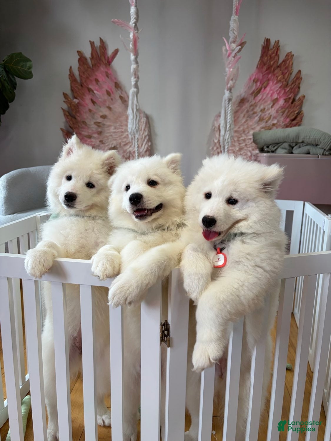Samoyed dogs Samoyed Puppy 1 - Ad 17