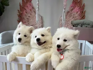 Samoyed dogs Samoyed Puppy 1 - Ad 17