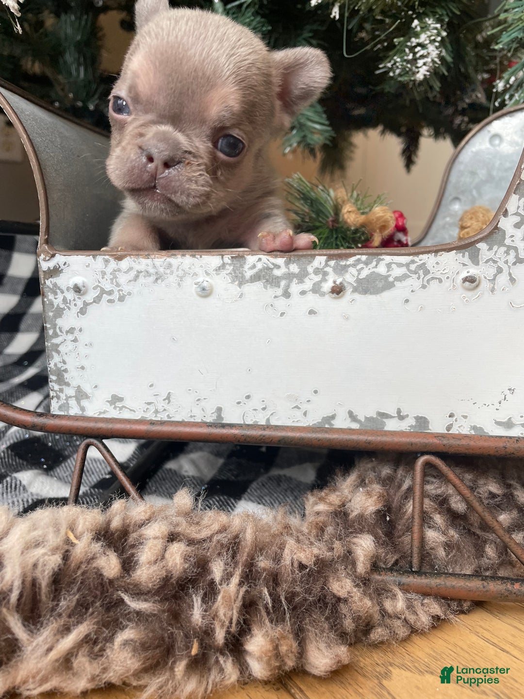 French Bulldog dogs for sale: Everest - Ad 5