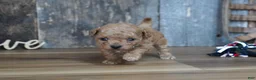 Maltipoo dogs for sale: Nessa - Ad 2