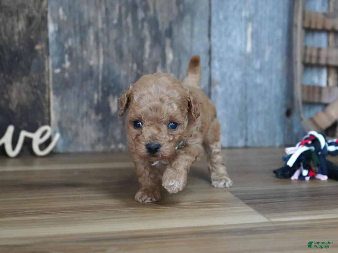 Maltipoo dogs for sale: Nessa - Ad 2
