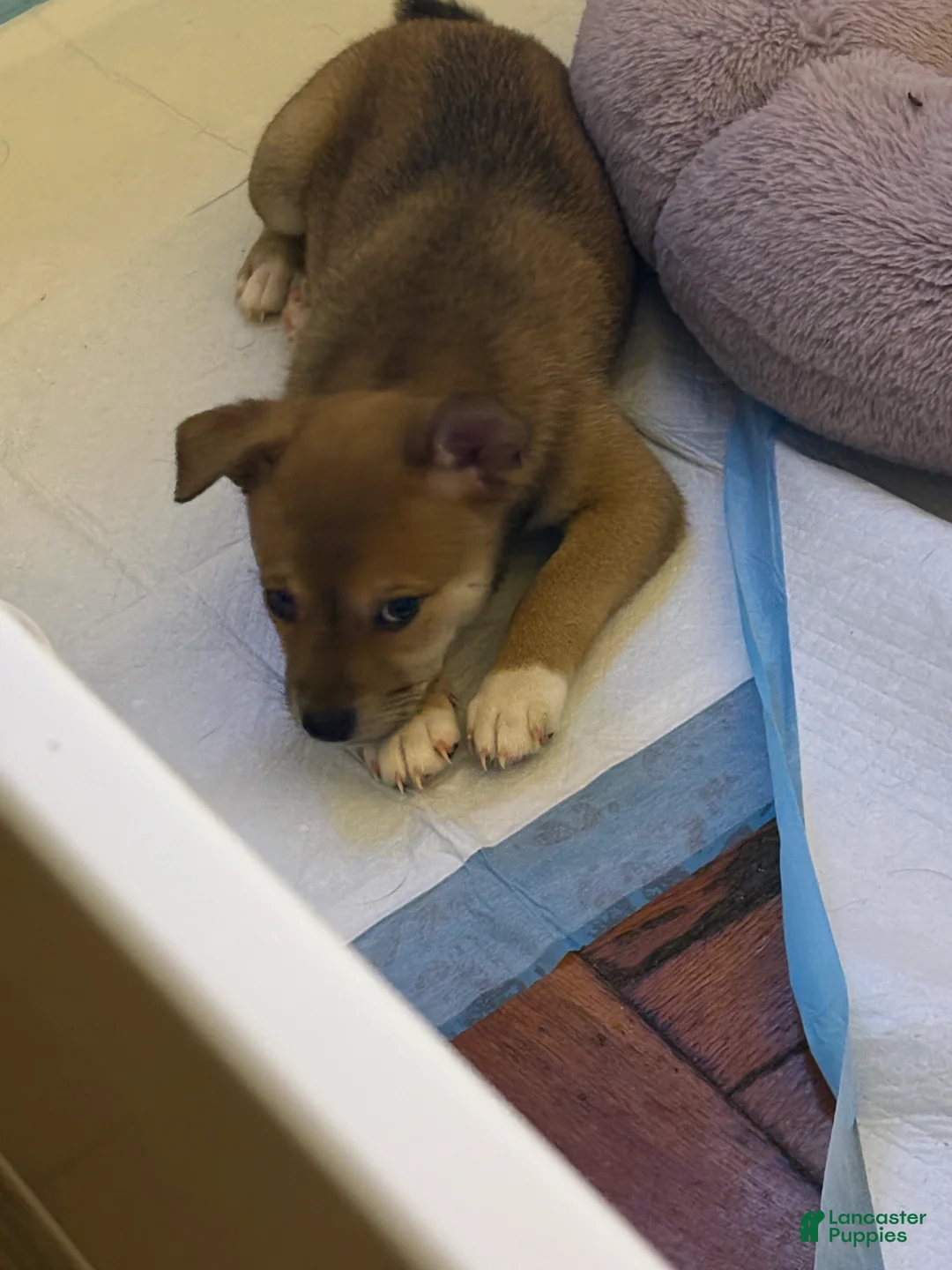Mixed Breed dogs for sale: Rolo - Ad 2