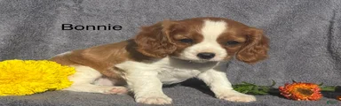 Bonnie