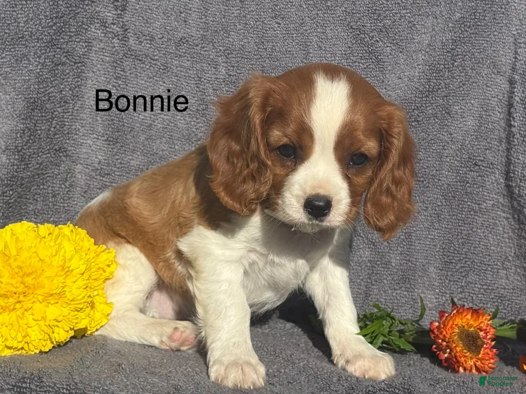 Cavalier King Charles Spaniel dogs for sale: Bonnie - Ad 1