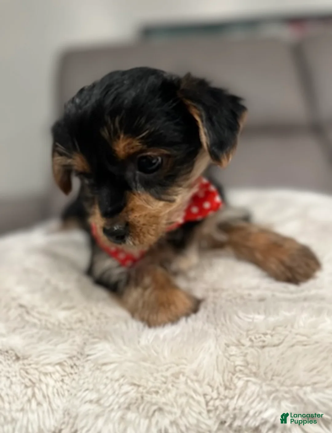 Yorkshire Terrier dogs for sale: Koda - POTTY And CRATE TRAINING NOW HOME RAISED - Ad 5