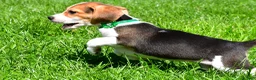 Beagle dogs for sale: Betty - Ad 5